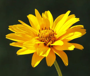 Arnica