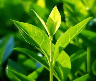 Té Verde